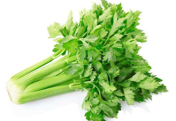 芹菜的選購 芹菜的選購